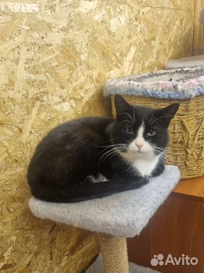 Кошка ищет дом