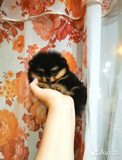Шпиц мальчики и девочка)