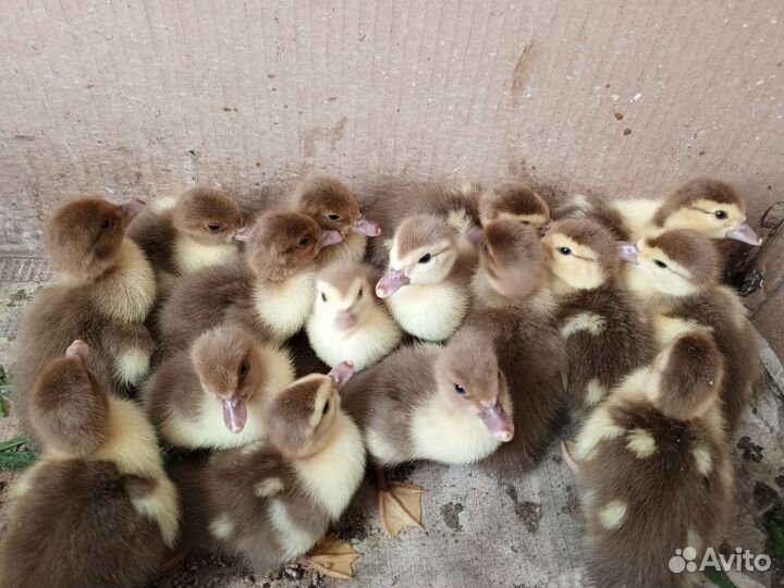 Индоутята недельные