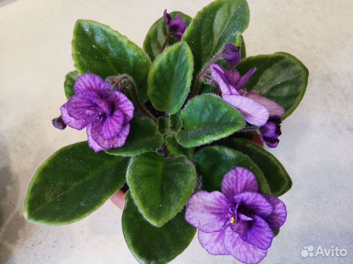 Фиалки цветущие
