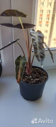 Продам Алоказию
