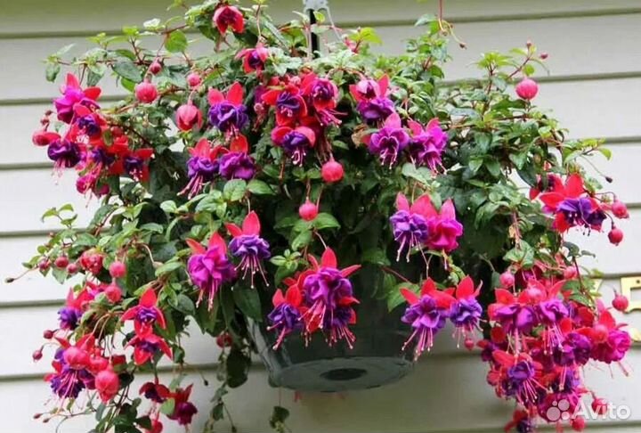 Комнатные цветы