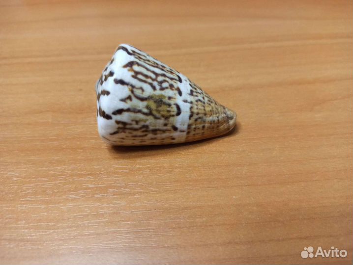 Морская раковина