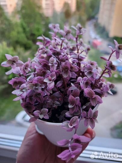 Традесканция каллизия (Розовая Пантера) и Зебрина