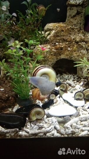 Улитки Мариза