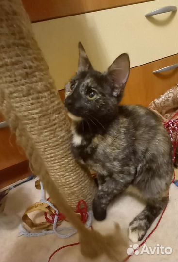 Котенок девочка