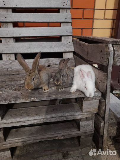 Домашние животные кролики