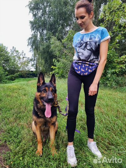 Собака в добрые руки из приюта