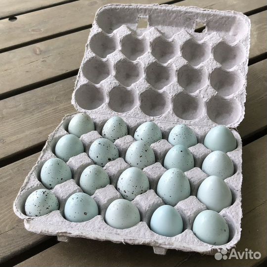 Инкубационное яйцо и несушки перепела Селадон