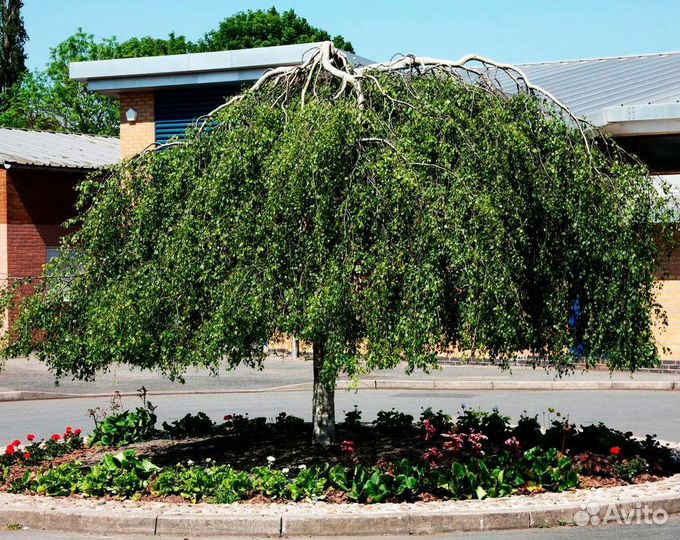 Береза Юнги