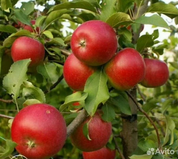 Яблочный уксус живой