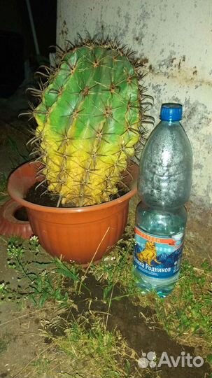 Кактусы и суккуленты