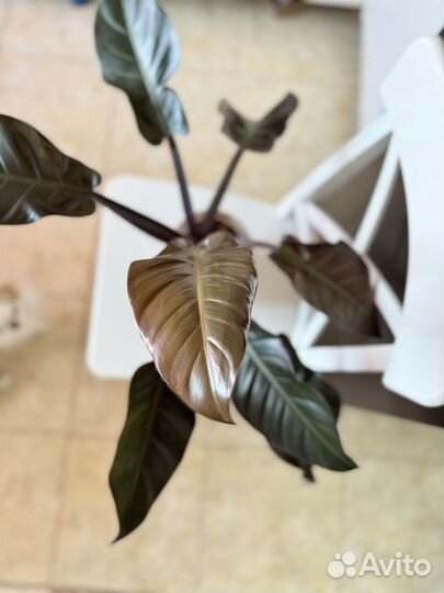 Филодендрон красноватый 