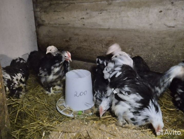 Карликовые кохинхины