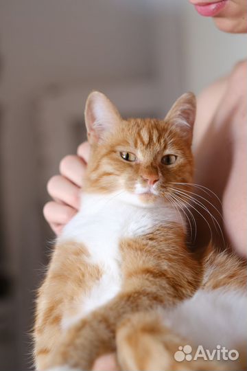 Кошка в дар бесплатно