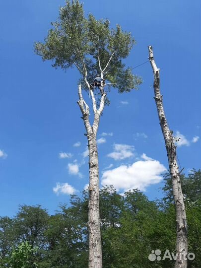 Спил деревьев