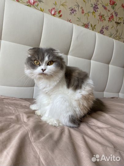 Кошка в дар бесплатно