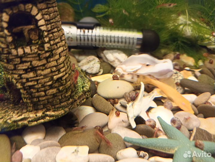 Креветки вишня