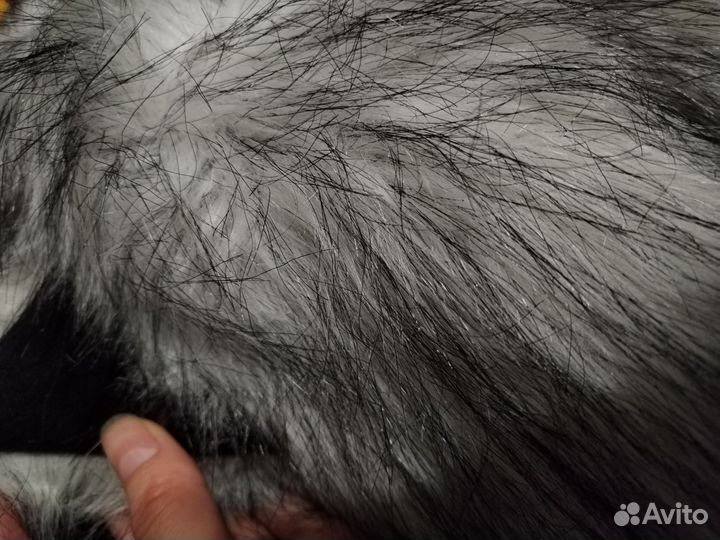 Зверошапка Хаски от Зверошмотка