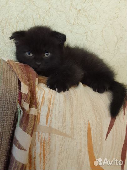 Британский котик