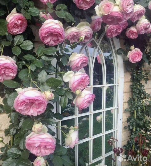 Саженцы роз плетистая