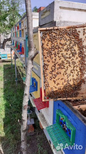 Маточники пчел.Пчеломаточники Карника