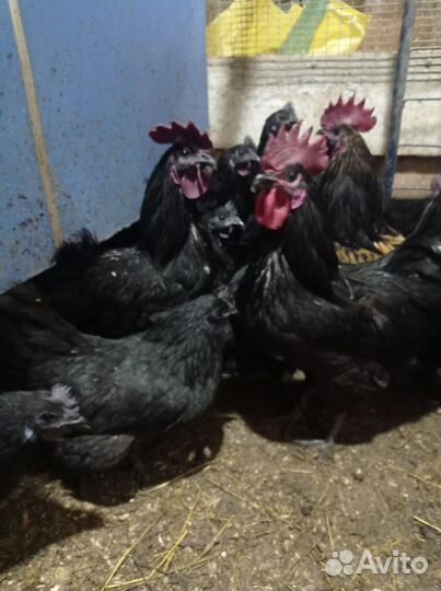 Молодые петухи Ухейилюй и Лакеданзи