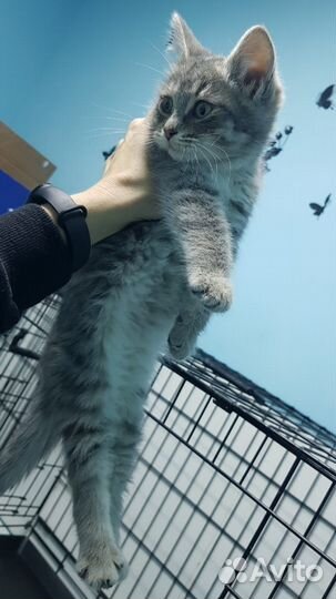 Котенок - мальчик ищет дом