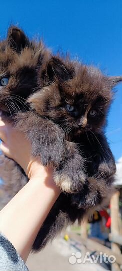 Отдам в добрые руки котят