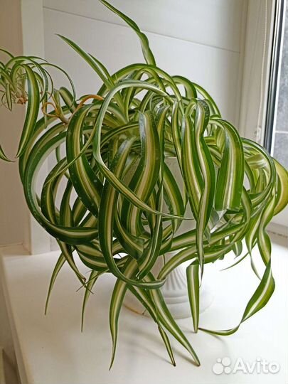 Хлорофитум кудрявый Бонни