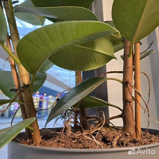 Фикус эластика