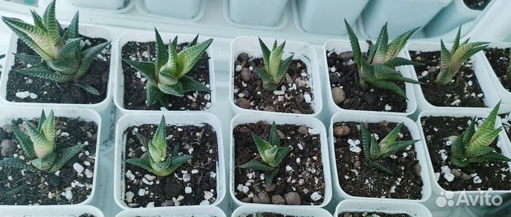 Суккуленты хавортия