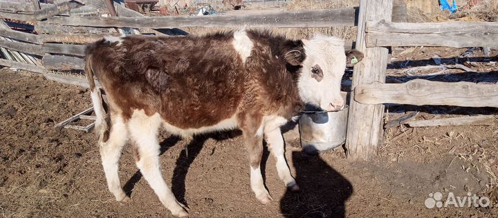 Продажа скота