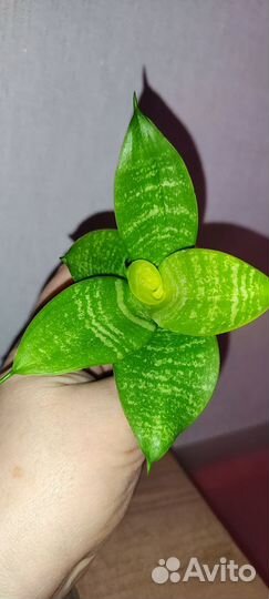 Сансевиерия Ханни лайм