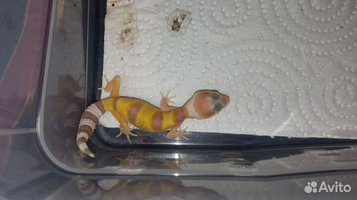 Эублефары малыши 2024 под бронь