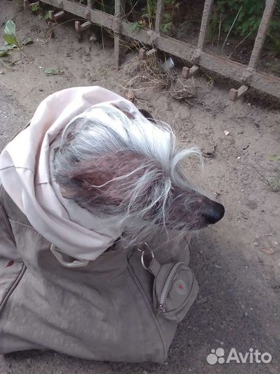 Выгул собак, котоняня, стрижка когтей