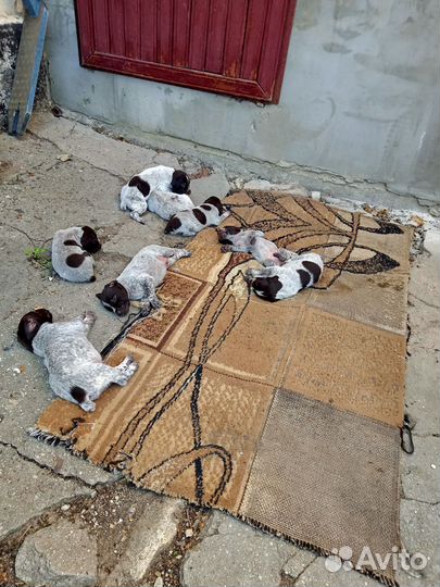 Щенки курцхара