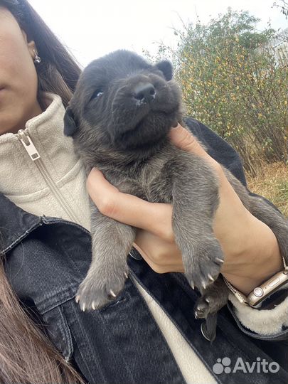 Собака в добрые руки отдам бесплатно