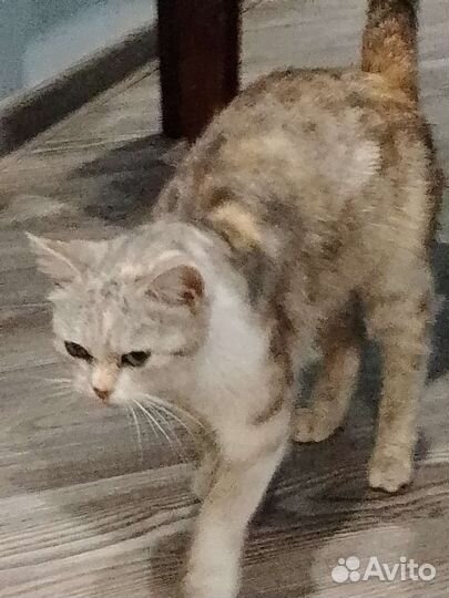 Кошка Марта