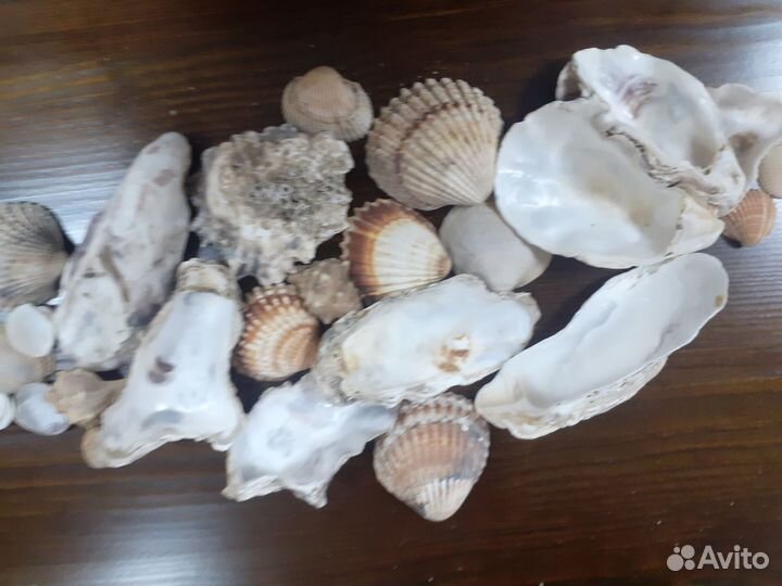 Морские ракушки Атлантический океан и Адриатика