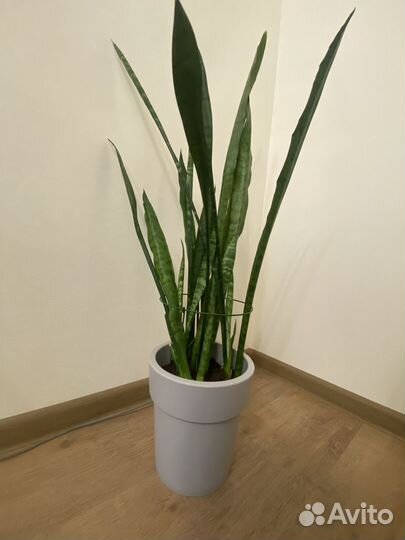 Сансивиерия