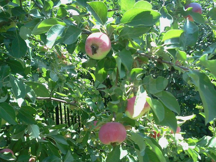 Дача 10 м² на участке 6 сот.