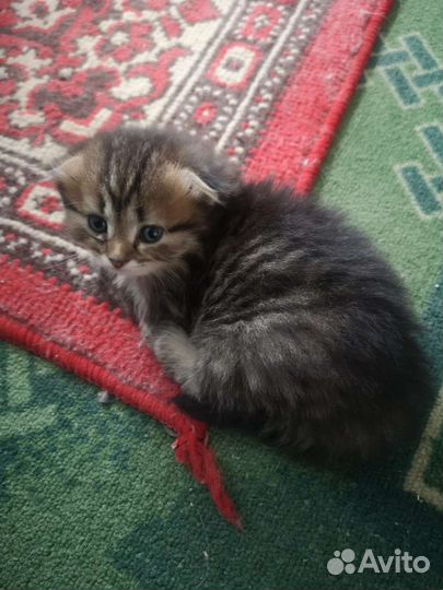 Котята бесплатно