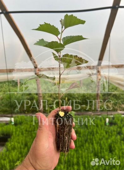 Зкс Сосна сеянцы Ели Лиственницы окс Голуб Горная