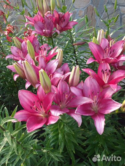 Цветы многолетники