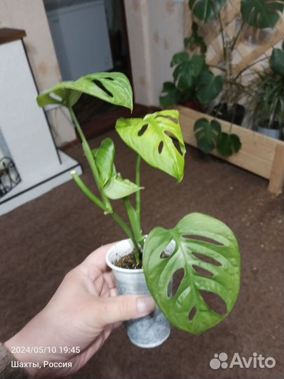 Комнатные растения