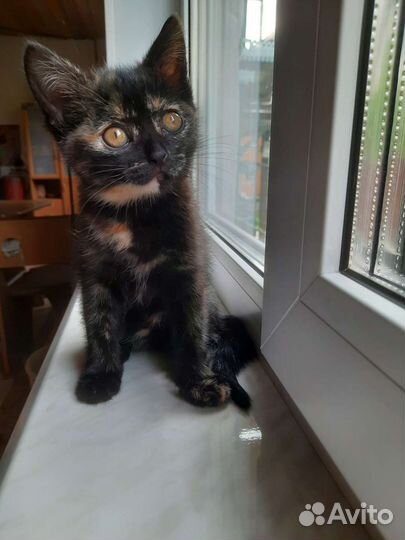 Кошки в добрые руки бесплатно