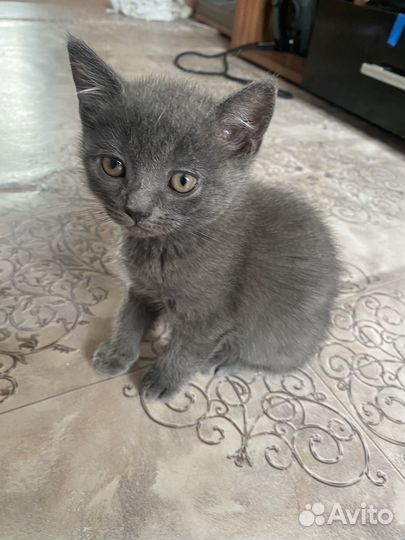 Британская кошка