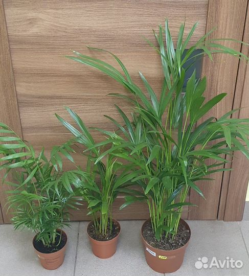 Пальма Хризалидокарпус, Хамедория