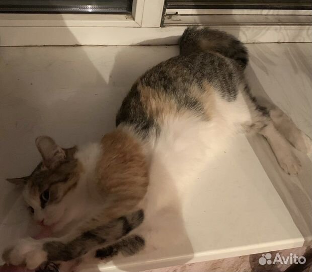 Кошка 5 лет в добрые руки